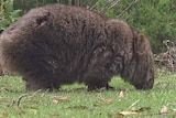 A wombat in Tasmania's  Narawntapu National Park displays signs of mange.