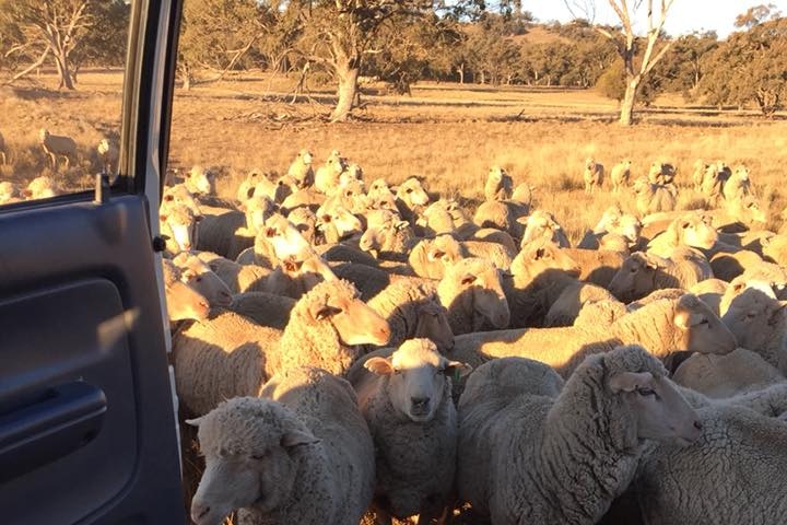 A flock of sheer stand on a dry farm looking towards an open car door