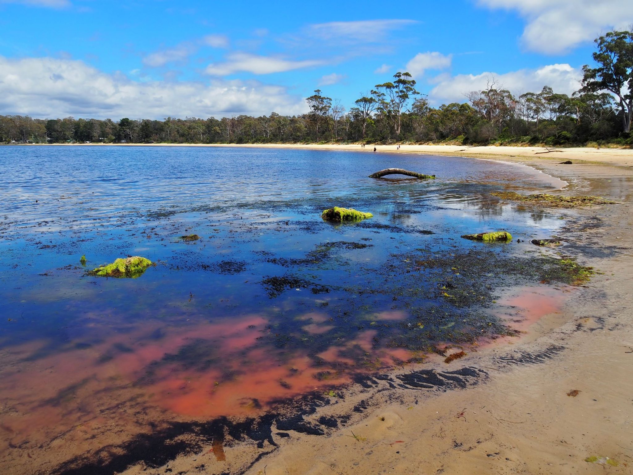 Uma maré rosa em uma praia em um dia ensolarado.