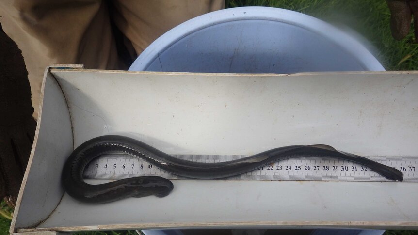 The rare Pouched lamprey discovered in the River Torrens hasn't been recorded in the region since 2008.