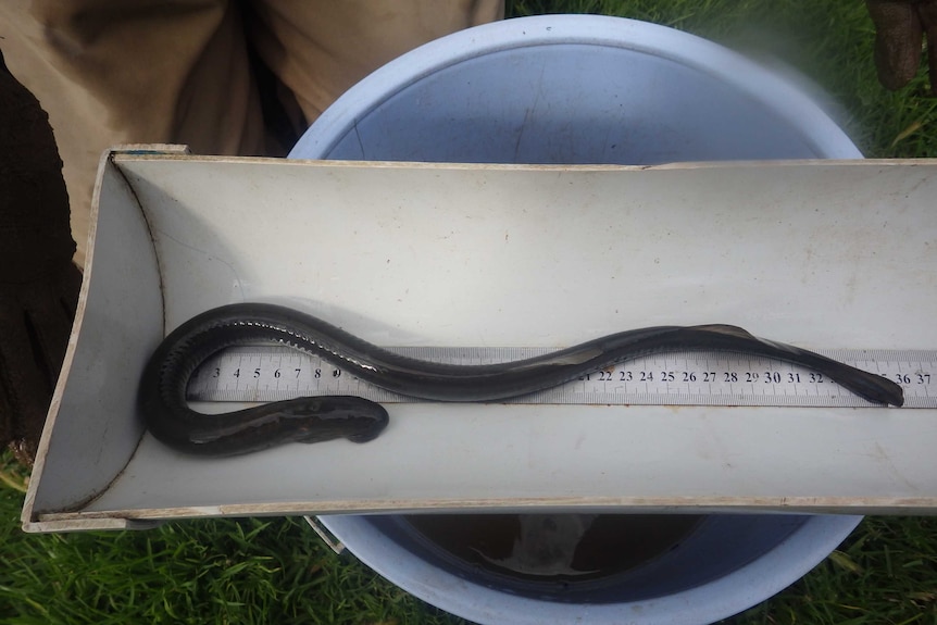 The rare Pouched lamprey discovered in the River Torrens hasn't been recorded in the region since 2008.