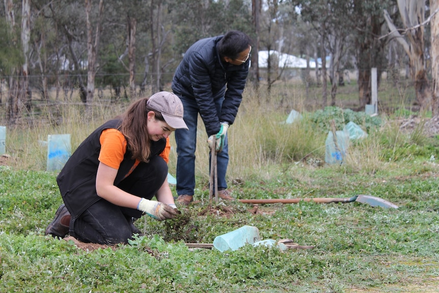 Two people, one kneeling on the ground, plant shrubs and grasses