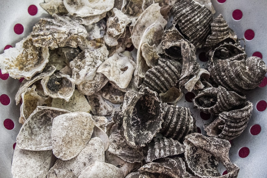 Some of the shells on display are 1,000 to 3,000 years old.