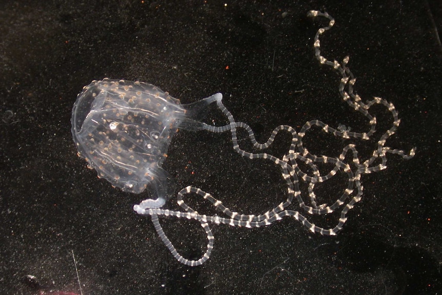 An irukandji jellyfish