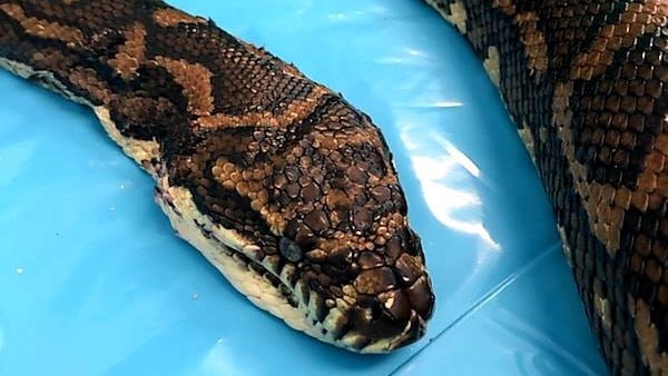 Carpet python lying on a blue sheet