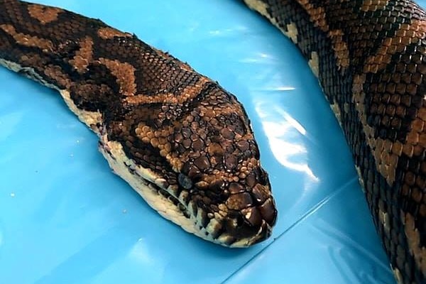 Carpet python lying on a blue sheet