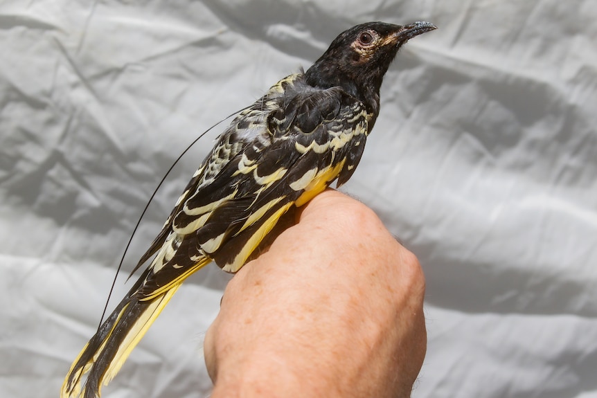 A medium sized black and yellow bird, fitted with a small radio transmitter, sitting on a person's hand.