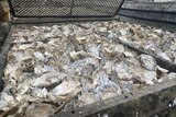 A close up of oysters in a large tray