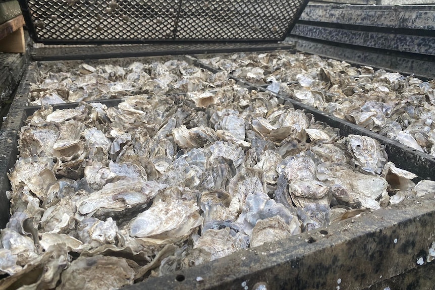 A close up of oysters in a large tray