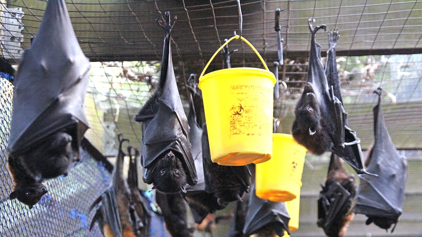 A group of fruit bats in a rescue aviary