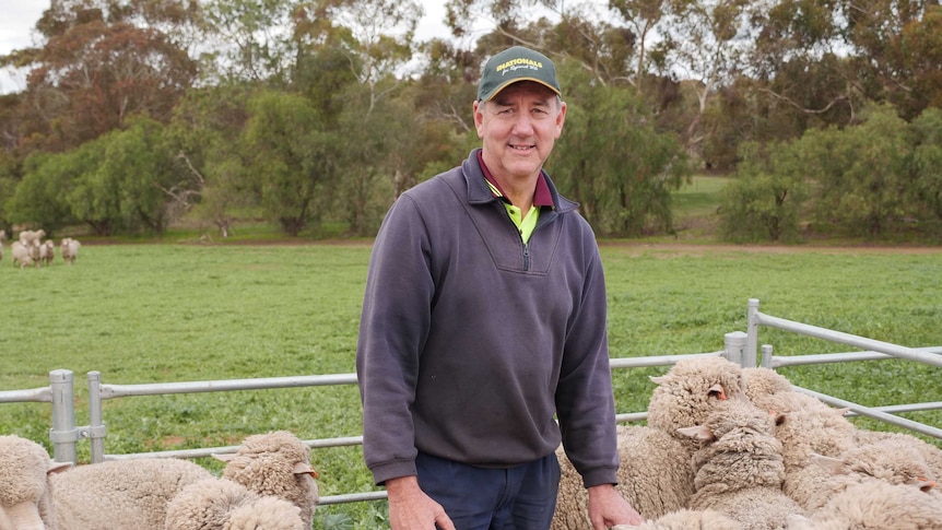 A man stands in a paddock surrounded by sheep.