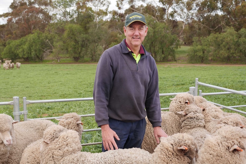 A man stands in a paddock surrounded by sheep.