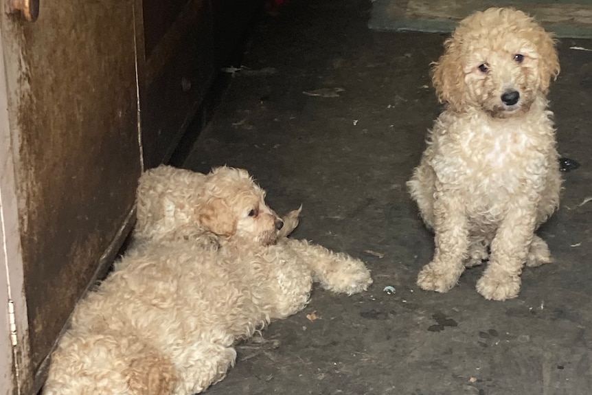 Several puppies in terrible conditions at the puppy farm.