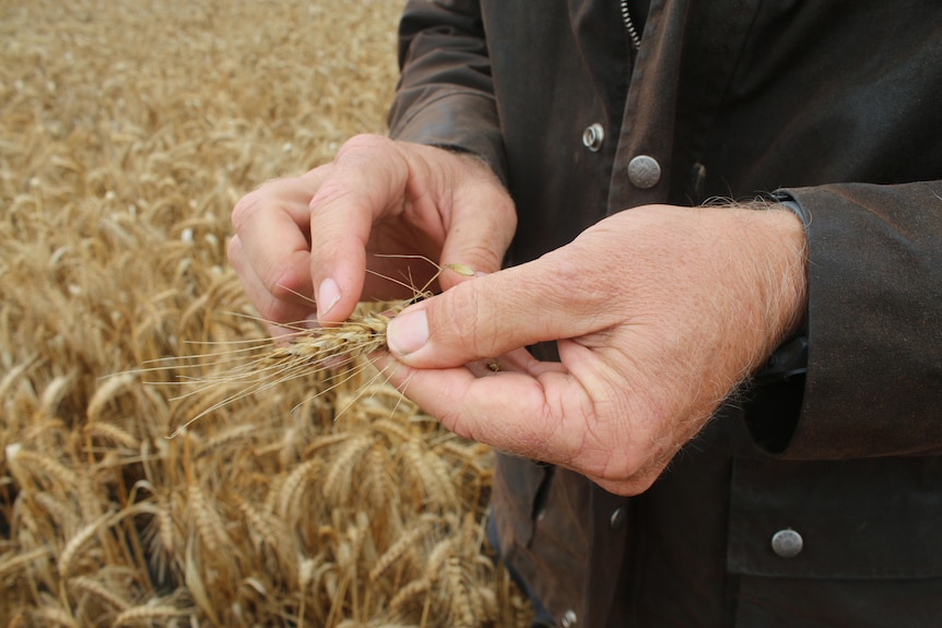 Close up picture of farmer hands holding a head of wheat that's ripe to be harvested