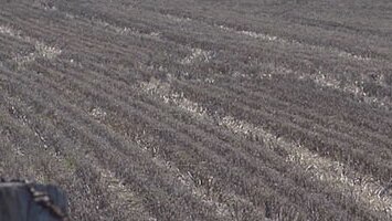 drought-effected crops