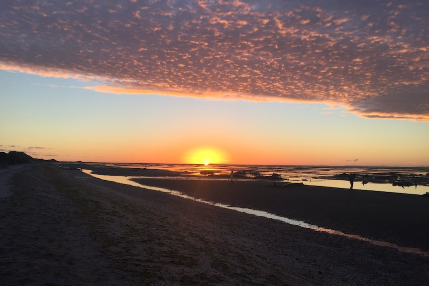 A sunrise photo of the hundreds of whales stranded at Farewell Spit.