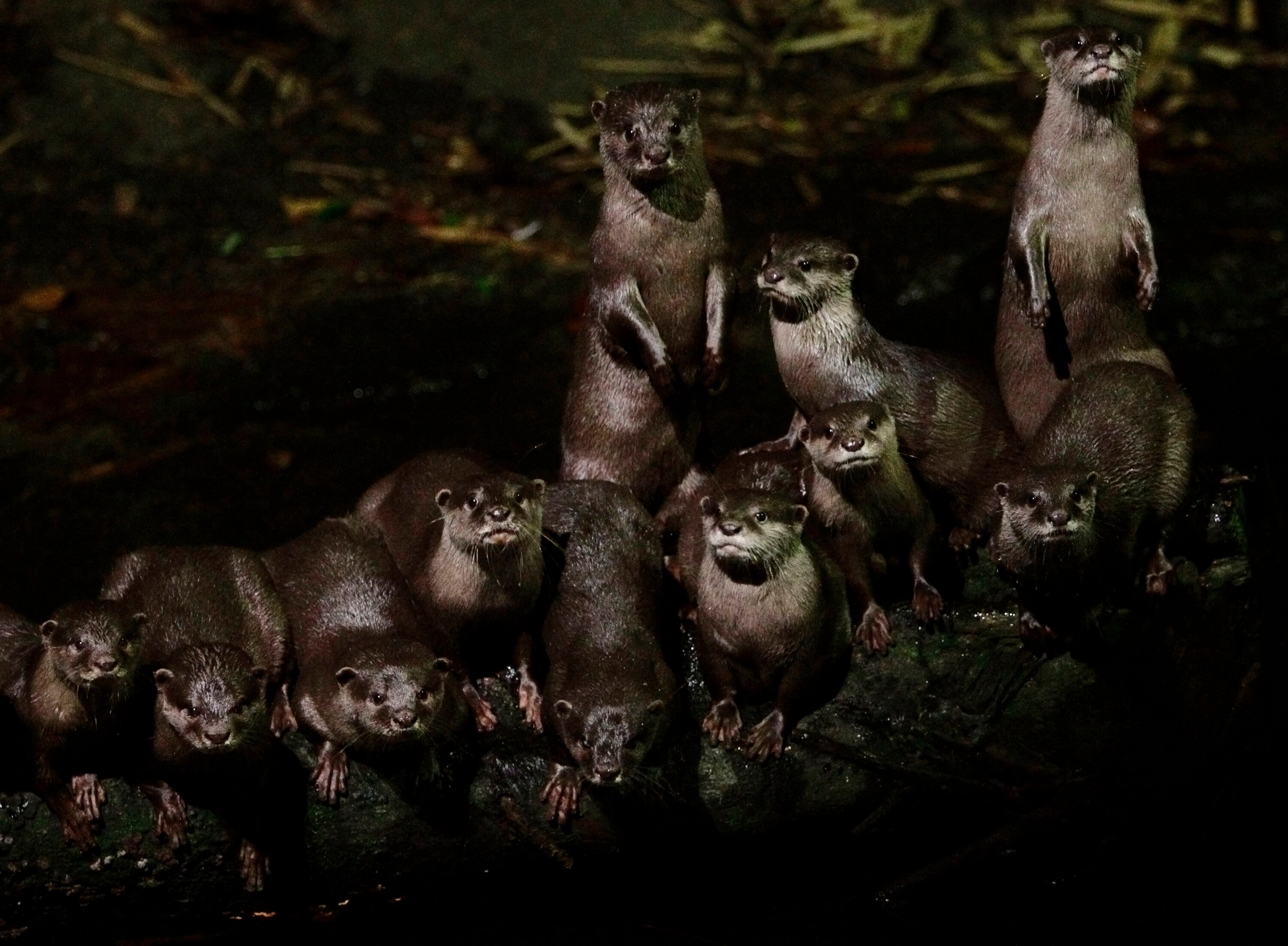 British man thought he was 'going to die' during otter attack in