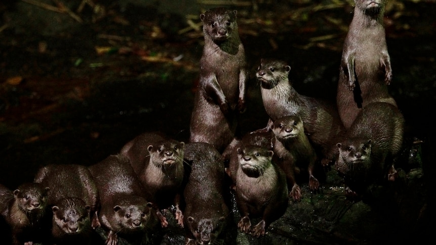 A romp of Asian small-clawed otters (Aonyx cinerea) gather near a stream in their enclosure at the Night Safari in Singapore.