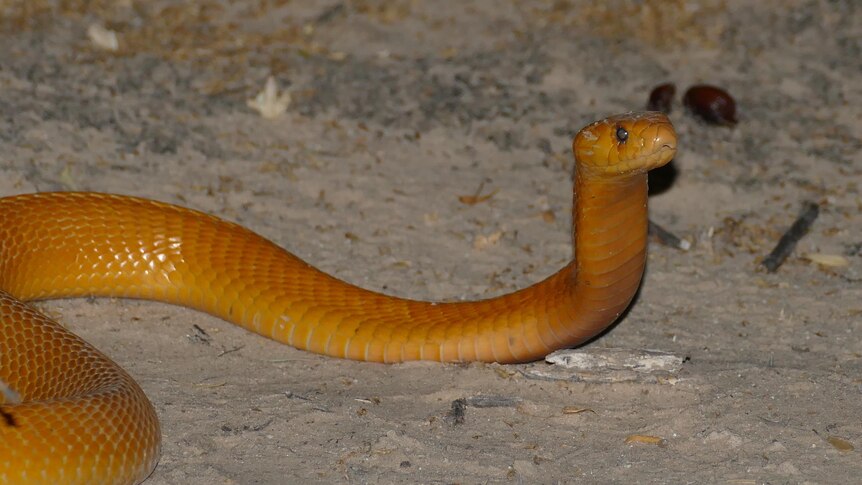 A yellow-red snake lifts its head of the dusty ground.