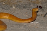 A yellow-red snake lifts its head of the dusty ground.