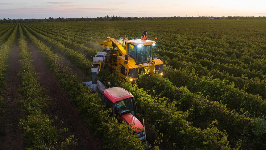 Wineries are thrilled because sorting grapes in the field makes processing faster and easier