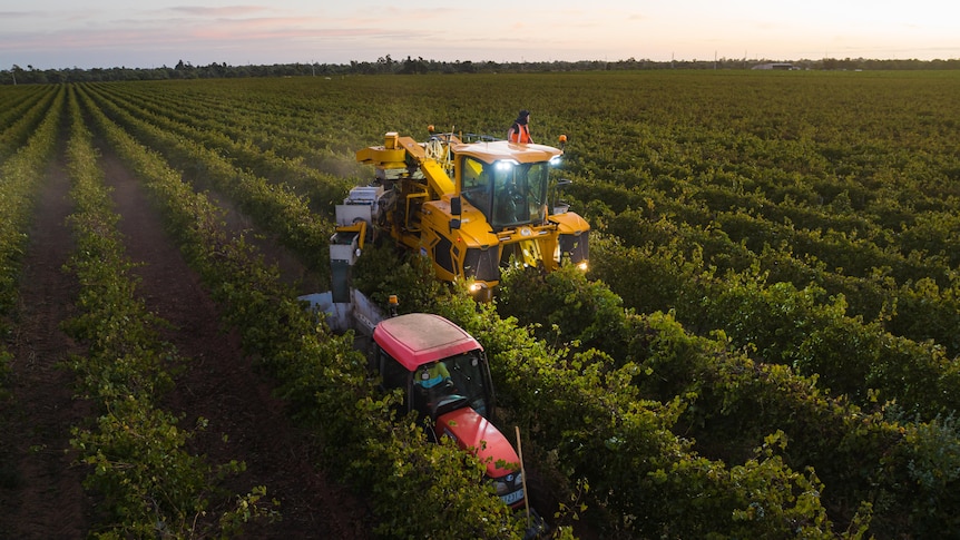 A yellow grape harvester drives down a vineyard and a tractor runs beside it catching the grapes 