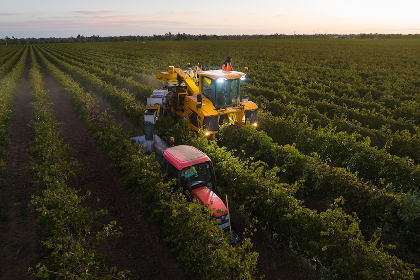 A yellow grape harvester drives down a vineyard and a tractor runs beside it catching the grapes 