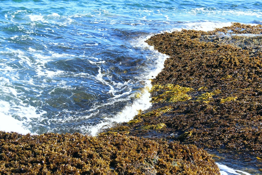 Light green crayweed that is now growing naturally amongst other seaweed.