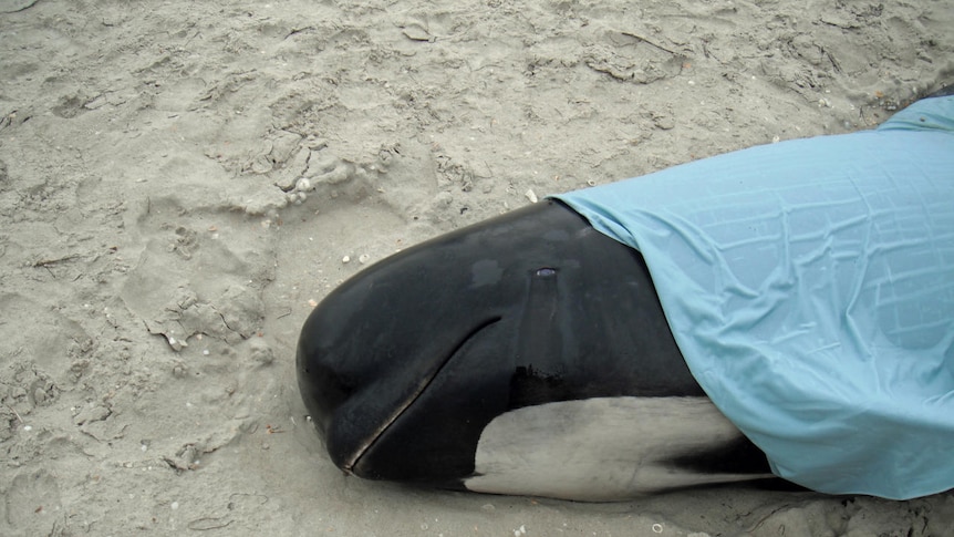 A pilot whale lays dead on a beach