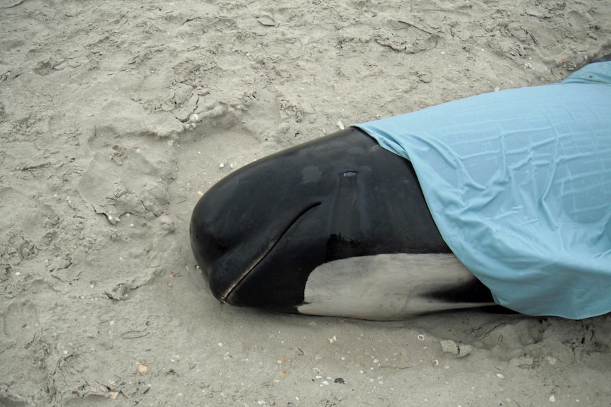 A pilot whale lays dead on a beach after stranding on Robbins Island, Tasmania.