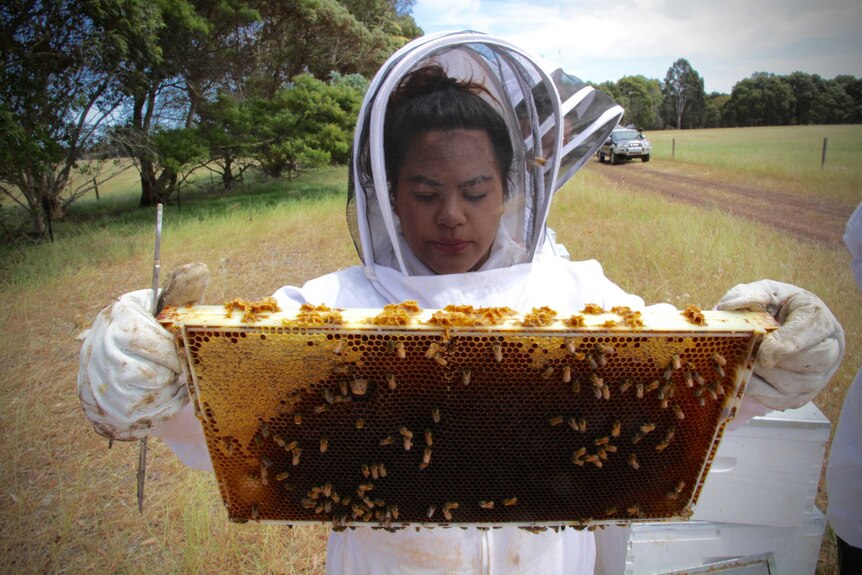 Job seekers are taught beekeeping to improve employment prospects