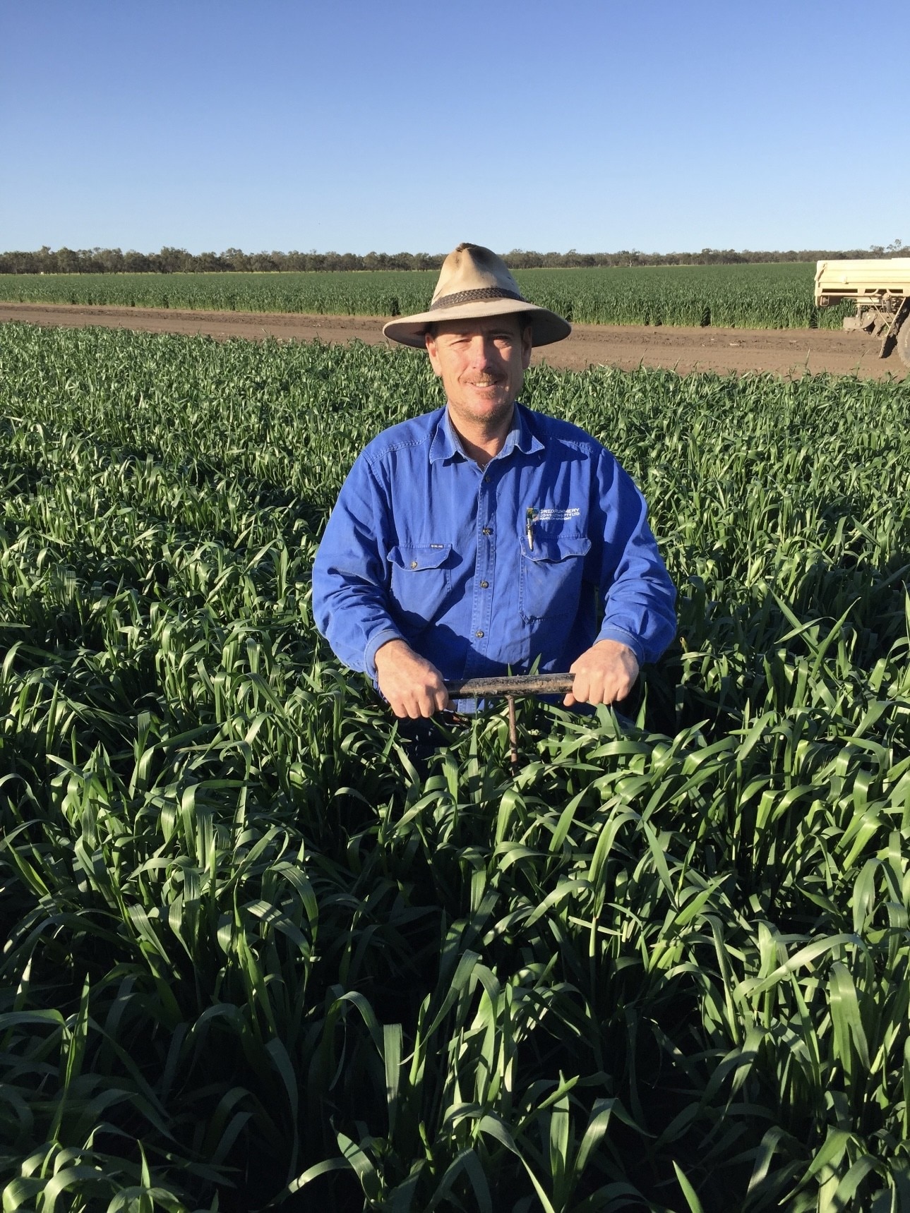 A man in a blue shirt and hat standing in a crop.
