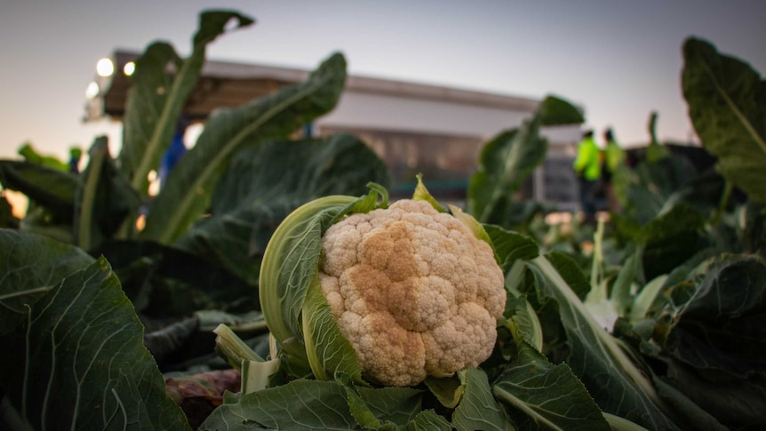 A whole cauliflower left in the field after harvest, with one brown mark on it.