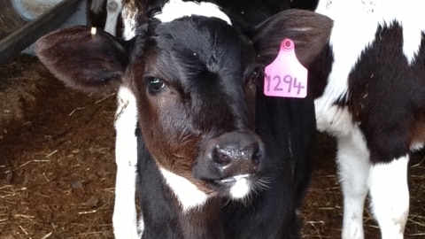 Dairy calves dying from mystery illness