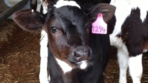 A black and white calf