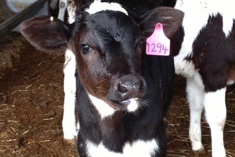 A bobby calf with an ear tag.