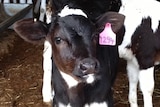 A black and white calf