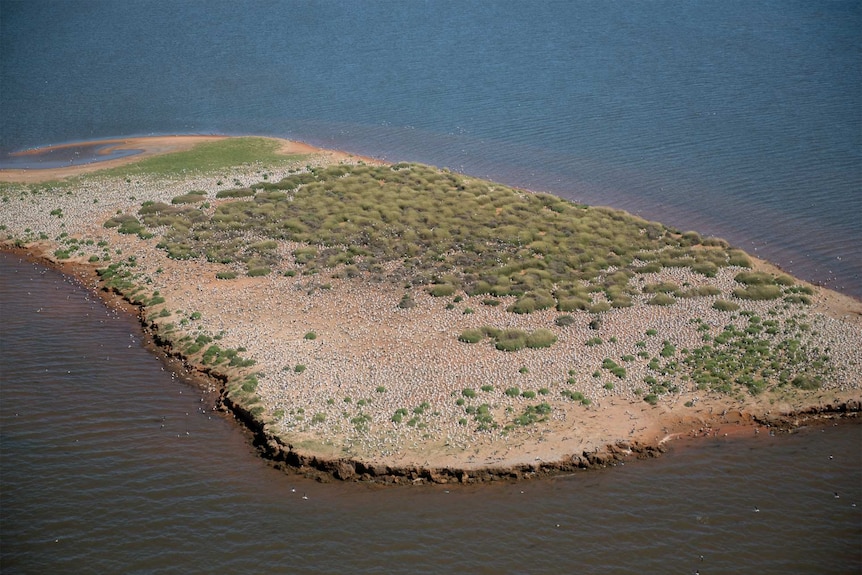 Aerial view of island in the western desert, covered in waterbirds