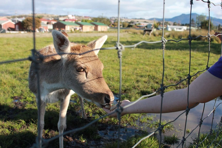 A student feeds a doe at the Jordan River school farm.