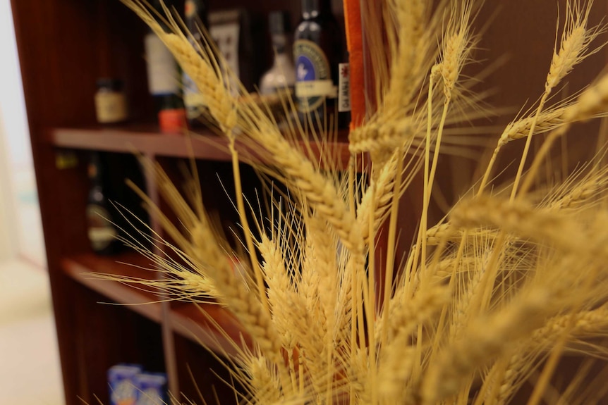 Wheat from home in Nationals MP Andrew Broad's office in Canberra.