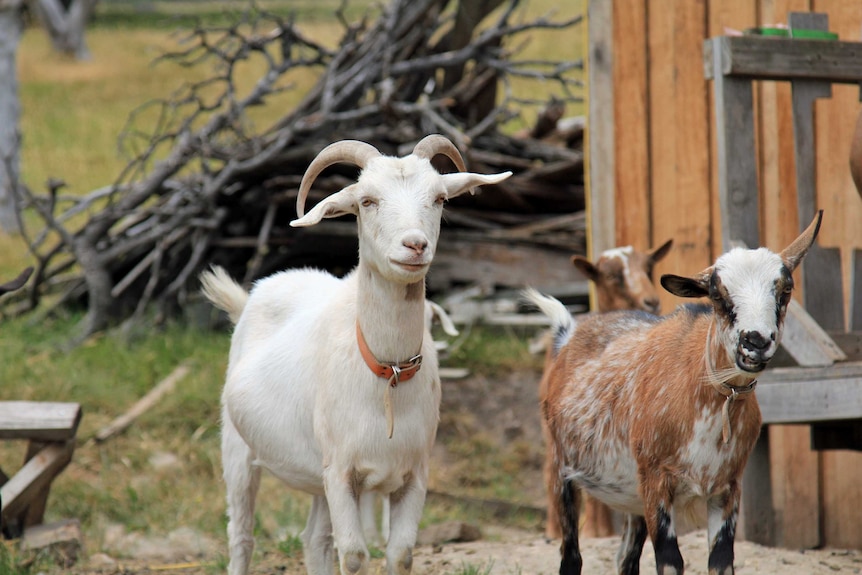 A white goat with horns standing next to a brown goat with no horns