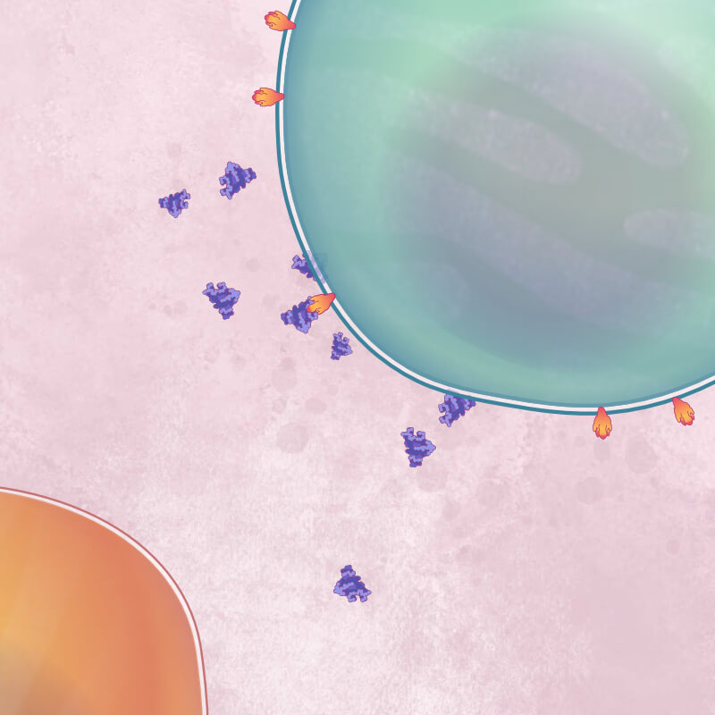 Purple interleukin-6 molecule binds to orange receptor on a T cell, causing more interleukin-6 molecules to be released.