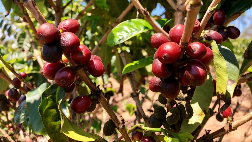 Deep-red coloured berries growing on a coffee tree