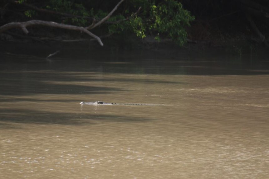 A crocodile's head pokes out of a brown body of water