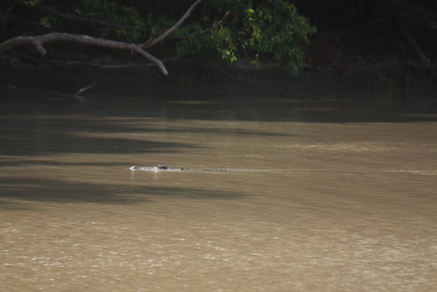 A crocodile's head pokes out of a brown body of water