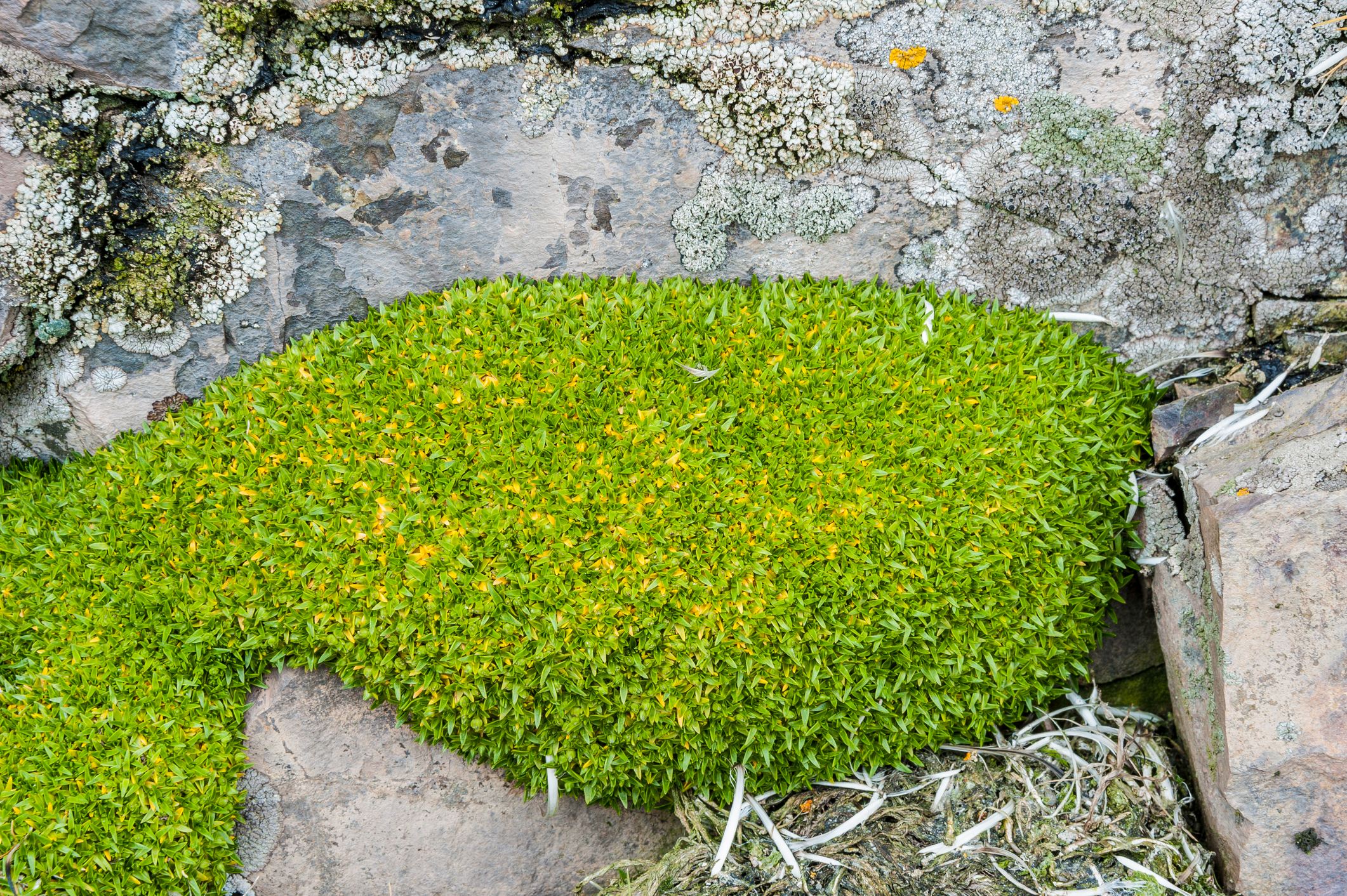 A patch of green hair grass.