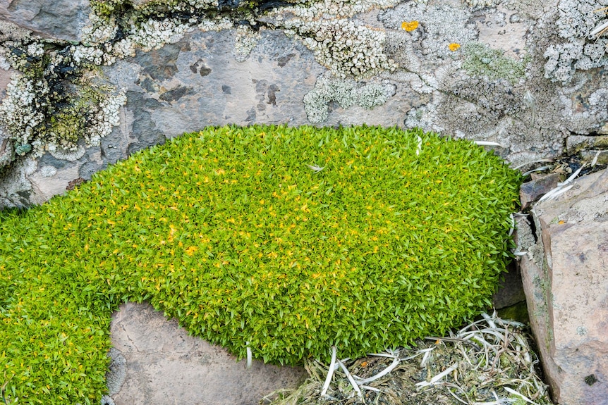 A patch of green hair grass.
