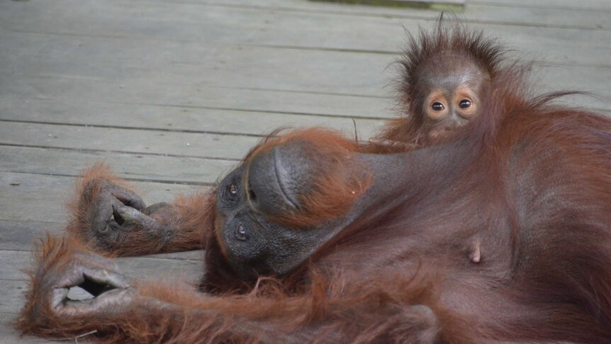 An orangutan and baby