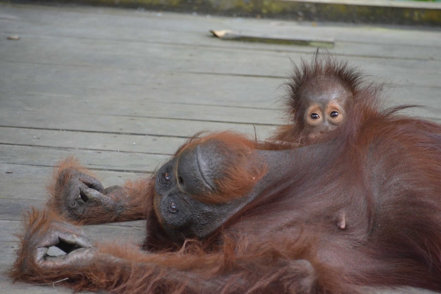 An orangutan and baby