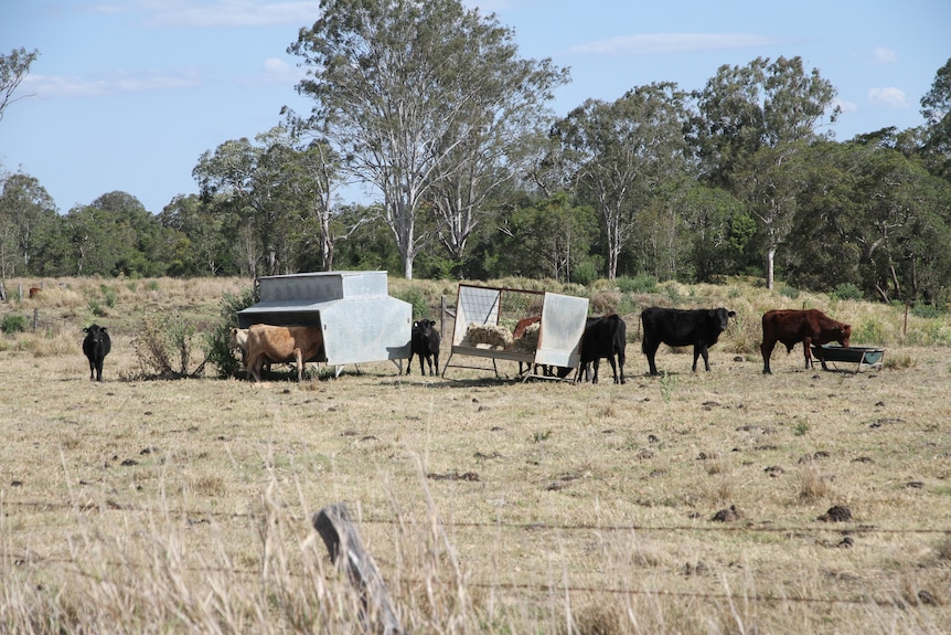 Cattle are being fed grain in paddocks that have little or no pasture.